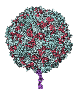 Schéma du poliovirus sérotype 1 (Mahoney)