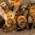 Des abeilles